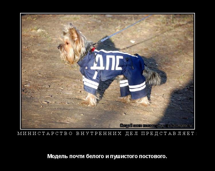 Министарство Внутренних Дел представляет: Модель почти белого и пушистого постового.... Котоматрица: Министарство Внутренних Дел представляет: Модель почти белого и пушистого постового.