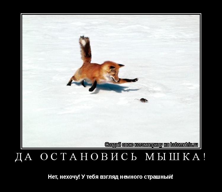 Да остановись мышка! Нет, нехочу! У тебя взгляд немного страшный!... Котоматрица: Да остановись мышка! Нет, нехочу! У тебя взгляд немного страшный!