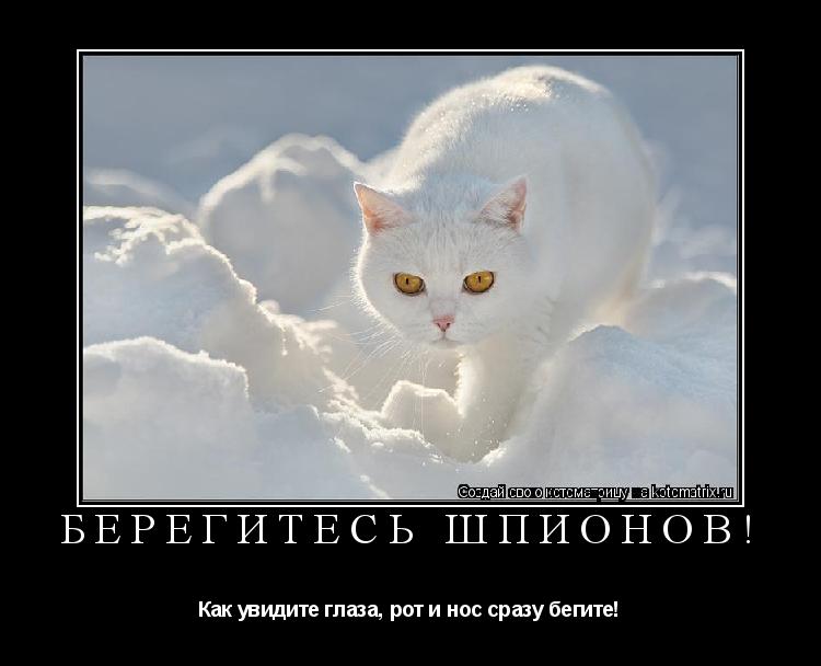 Берегитесь шпионов! Как увидите глаза, рот и нос сразу бегите!... Котоматрица: Берегитесь шпионов! Как увидите глаза, рот и нос сразу бегите!