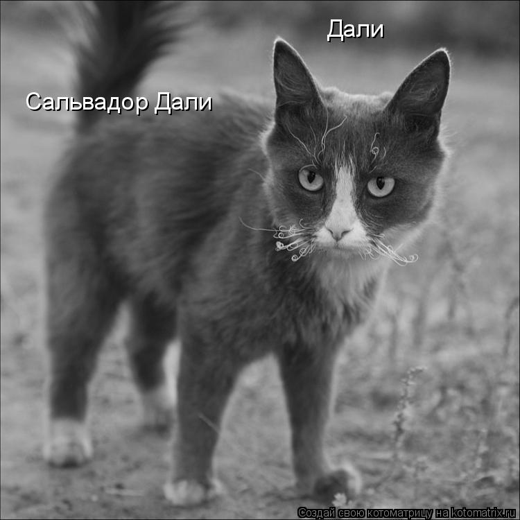 Дали Сальвадор Дали... Котоматрица: Дали Сальвадор Дали