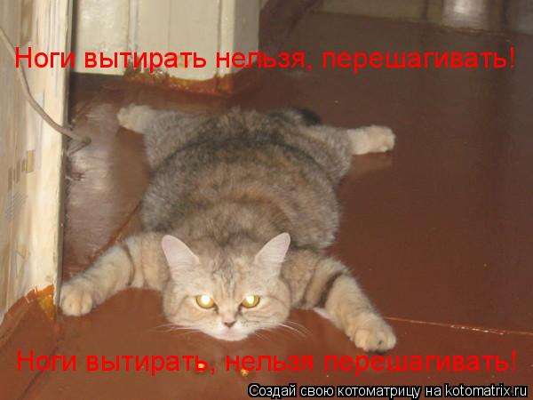 Ноги вытирать нельзя, перешагивать! Ноги вытирать, нельзя перешагивать!... Котоматрица: Ноги вытирать нельзя, перешагивать! Ноги вытирать, нельзя перешагивать!