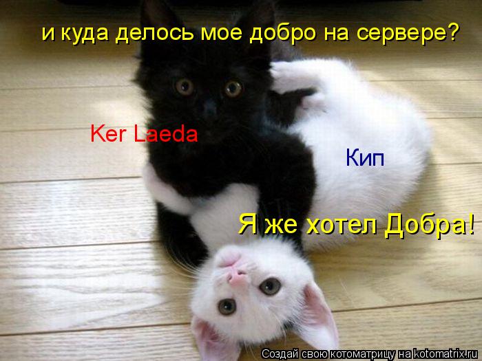 Котоматрица: Кип Ker Laeda Я же хотел Добра! и куда делось мое добро на сервере?