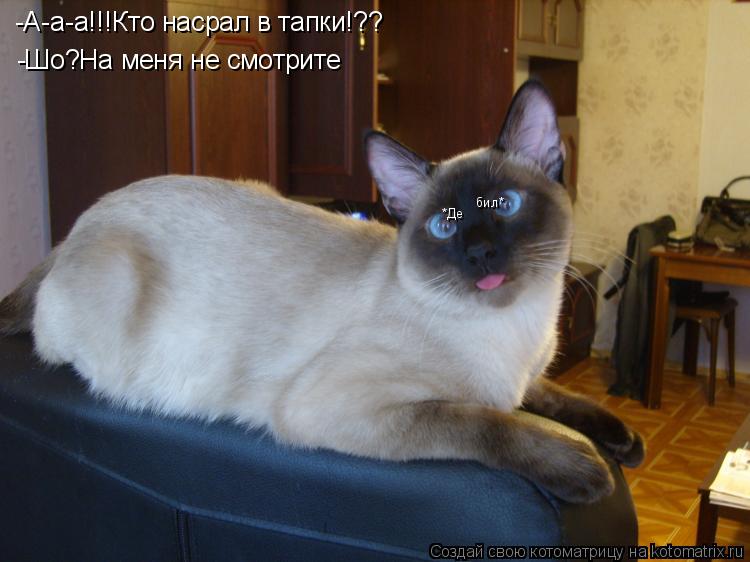 Котоматрица: -А-а-а!!!Кто насрал в тапки!?? -Шо?На меня не смотрите *Де бил*