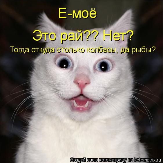 Котоматрица: Е-моё Это рай?? Нет?  Тогда откуда столько колбасы, да рыбы?