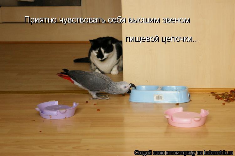 пищевой цепочки... Приятно чувствовать себя высшим звеном... Котоматрица: пищевой цепочки... Приятно чувствовать себя высшим звеном