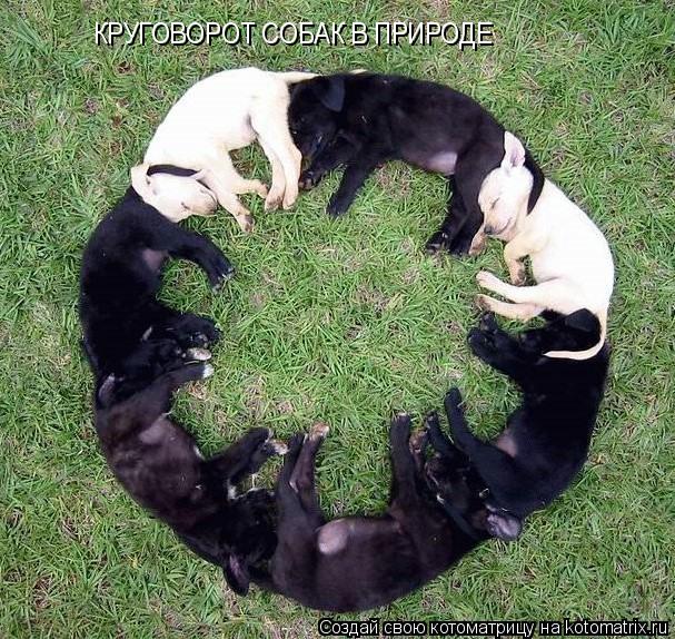КРУГОВОРОТ СОБАК В ПРИРОДЕ... Котоматрица: КРУГОВОРОТ СОБАК В ПРИРОДЕ