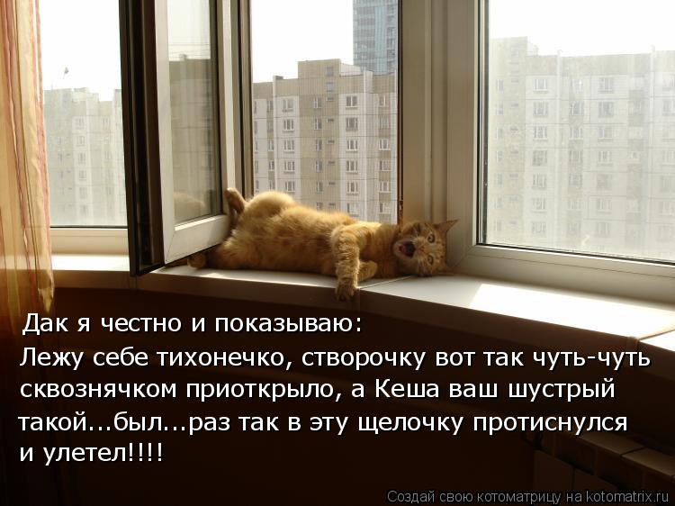 Дак я честно и показываю: Лежу себе тихонечко, створочку вот так чуть-чуть сквознячком приоткрыло, а ... Котоматрица: Дак я честно и показываю: Лежу себе тихонечко, створочку вот так чуть-чуть сквознячком приоткрыло, а Кеша ваш шустрый такой...был...раз так в