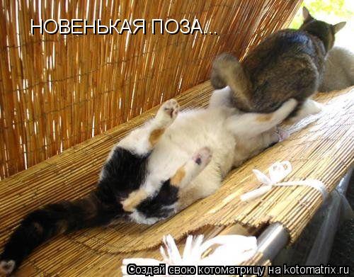 НОВЕНЬКАЯ ПОЗА...... Котоматрица: НОВЕНЬКАЯ ПОЗА...