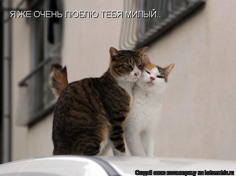 Я ЖЕ ОЧЕНЬ ЛЮБЛЮ ТЕБЯ МИЛЫЙ..... Котоматрица: Я ЖЕ ОЧЕНЬ ЛЮБЛЮ ТЕБЯ МИЛЫЙ..