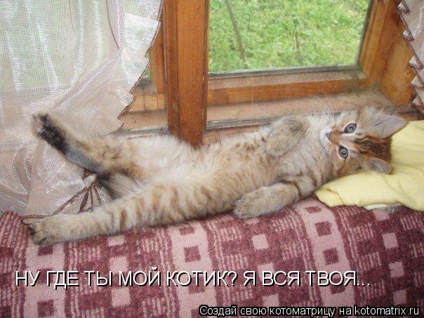 НУ ГДЕ ТЫ МОЙ КОТИК? Я ВСЯ ТВОЯ...... Котоматрица: НУ ГДЕ ТЫ МОЙ КОТИК? Я ВСЯ ТВОЯ...