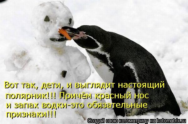 Котоматрица: Вот так, дети, и выглядит настоящий полярник!!! Причём красный нос  и запах водки-это обязательные признаки!!!