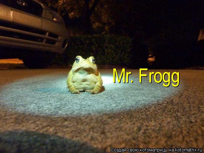 Mr. Frogg... Котоматрица: Mr. Frogg