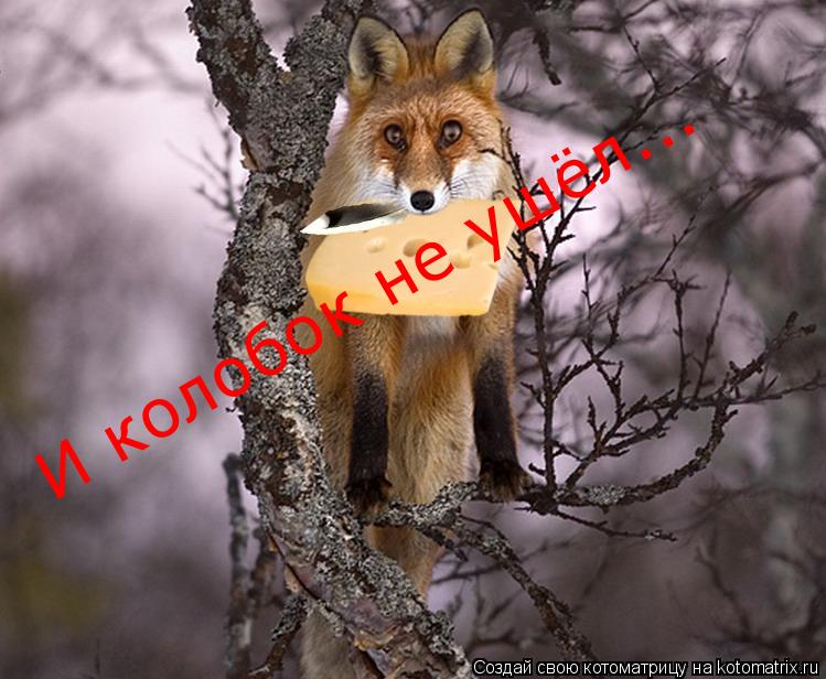 И колобок не ушёл...... Котоматрица: И колобок не ушёл...