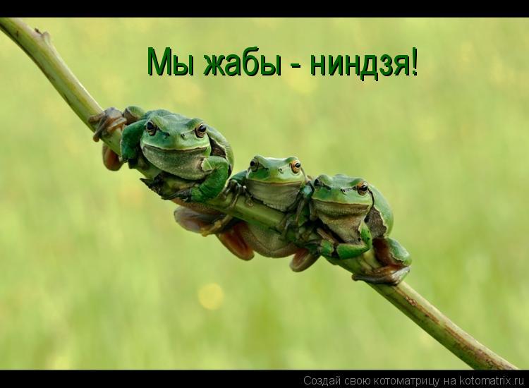 Мы жабы - ниндзя!... Котоматрица: Мы жабы - ниндзя!