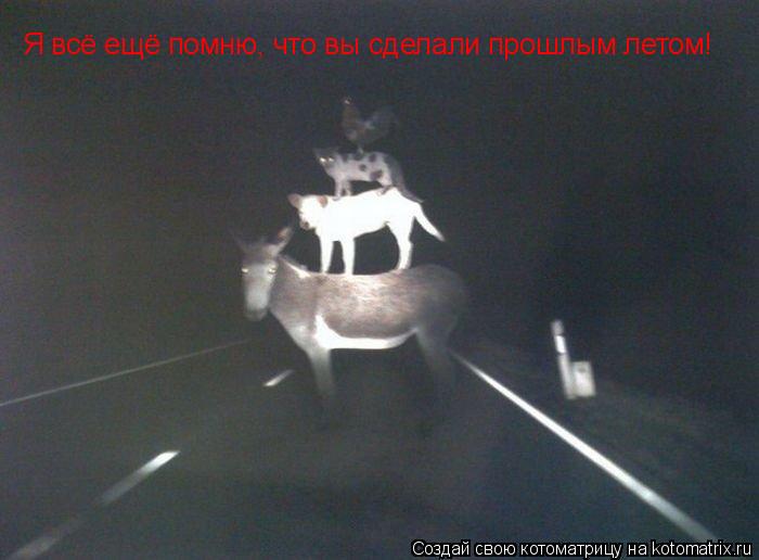 Я всё ещё помню, что вы сделали прошлым летом!... Котоматрица: Я всё ещё помню, что вы сделали прошлым летом!