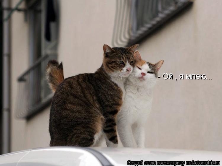 - Ой , я млею...... Котоматрица: - Ой , я млею...