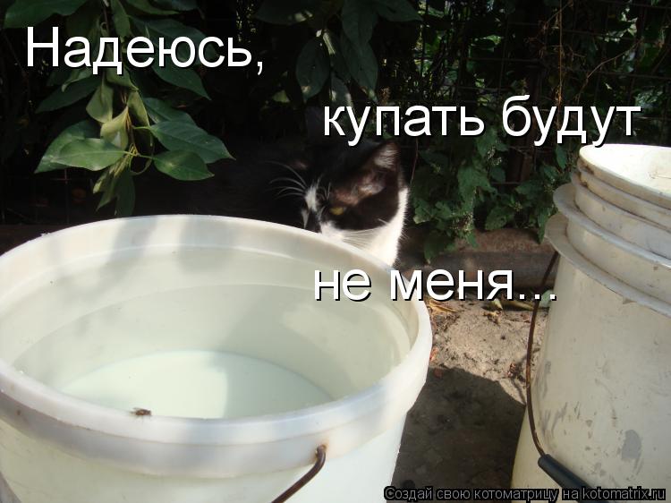 Надеюсь, купать будут не меня...... Котоматрица: Надеюсь, купать будут не меня...
