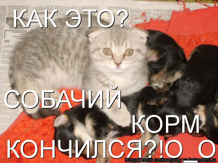 КАК ЭТО? СОБАЧИЙ КОРМ КОНЧИЛСЯ?!О_О... Котоматрица: КАК ЭТО? СОБАЧИЙ КОРМ КОНЧИЛСЯ?!О_О