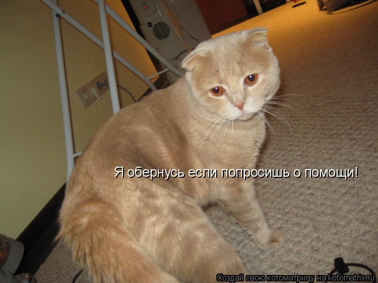 Я обернусь если попросишь о помощи!... Котоматрица: Я обернусь если попросишь о помощи!