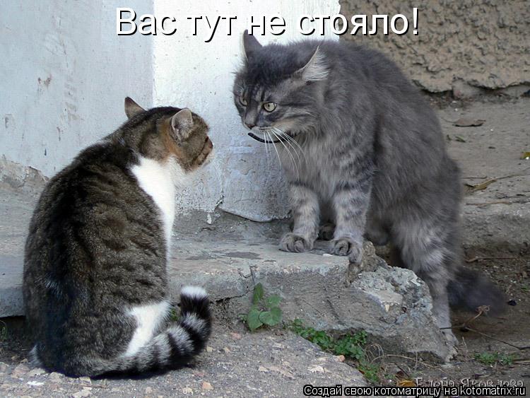 Вас тут не стояло!... Котоматрица: Вас тут не стояло!