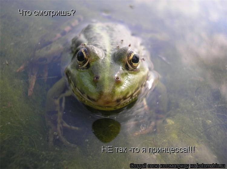 Что смотришь? НЕ так -то я принцесса!!!... Котоматрица: Что смотришь? НЕ так -то я принцесса!!!