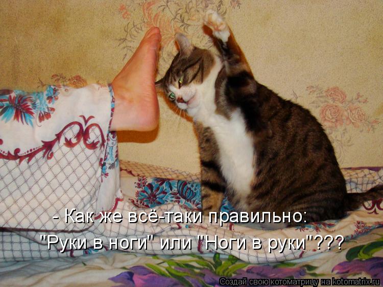 - Как же всё-таки правильно: "Руки в ноги" или "Ноги в руки"???... Котоматрица: - Как же всё-таки правильно: "Руки в ноги" или "Ноги в руки"???