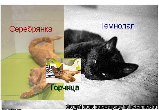 Серебрянка Темнолап Горчица... Котоматрица: Серебрянка Темнолап Горчица