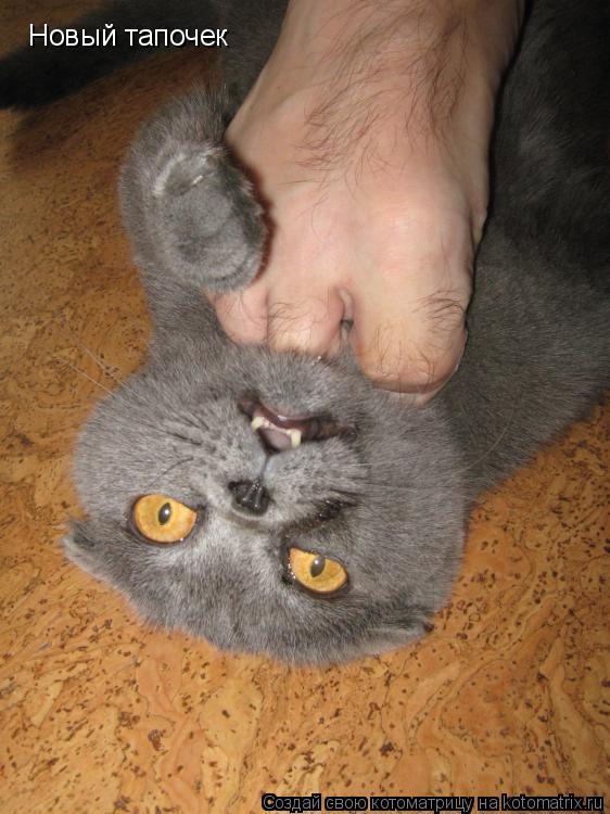 Новый тапочек... Котоматрица: Новый тапочек