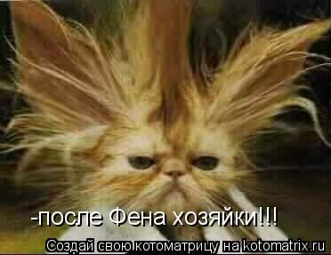 -после Фена хозяйки!!!... Котоматрица: -после Фена хозяйки!!!