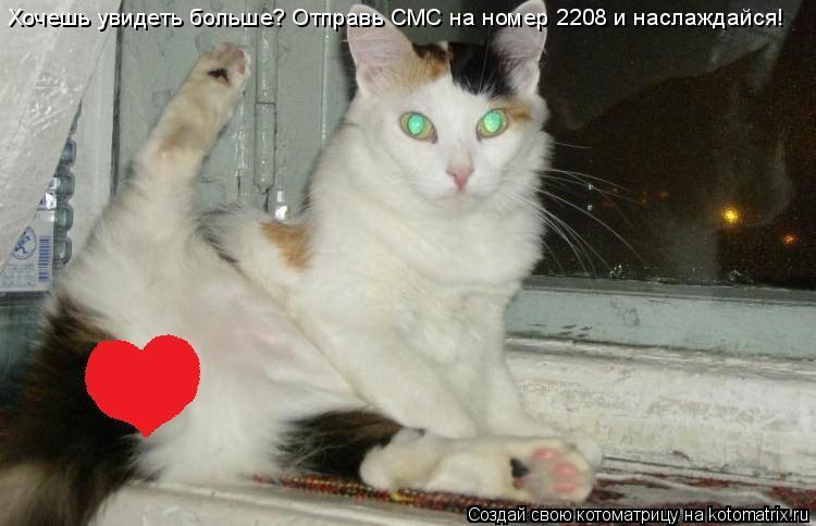 Хочешь увидеть больше? Отправь СМС на номер 2208 и наслаждайся!... Котоматрица: Хочешь увидеть больше? Отправь СМС на номер 2208 и наслаждайся!