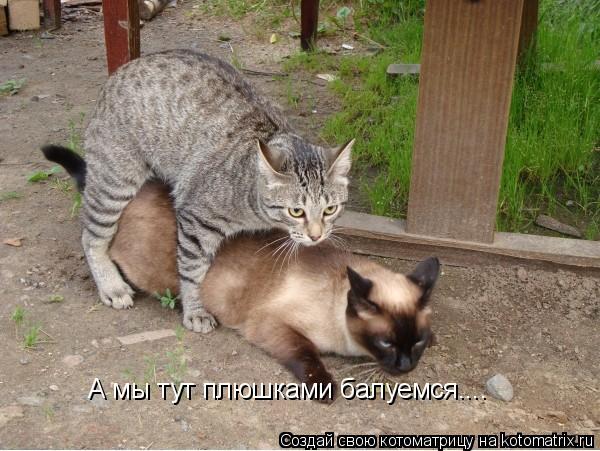 А мы тут плюшками балуемся....... Котоматрица: А мы тут плюшками балуемся....