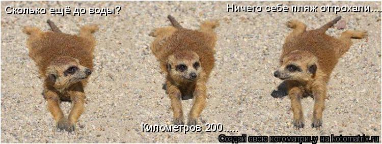 Сколько ещё до воды? Километров 200..... Ничего себе пляж отгрохали....... Котоматрица: Сколько ещё до воды? Километров 200..... Ничего себе пляж отгрохали....