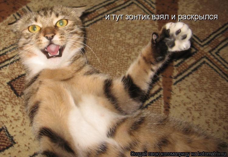 и тут зонтик взял и раскрылся... Котоматрица: и тут зонтик взял и раскрылся