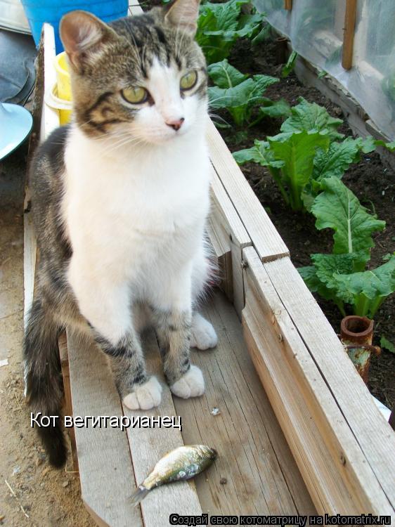 Кот вегитарианец... Котоматрица: Кот вегитарианец