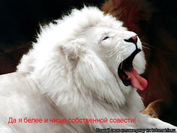 Да я белее и чище собственной совести!... Котоматрица: Да я белее и чище собственной совести!