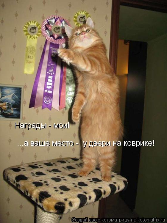 Награды - мои! ...а ваше место - у двери на коврике!... Котоматрица: Награды - мои! ...а ваше место - у двери на коврике!