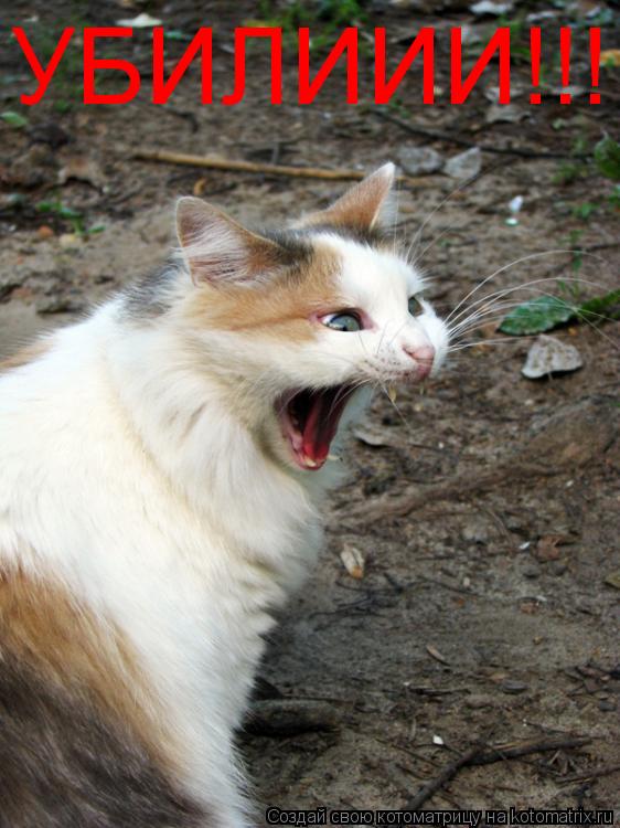 УБИЛИИИ!!!... Котоматрица: УБИЛИИИ!!!