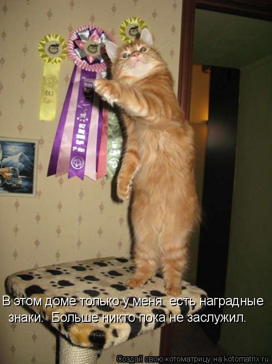 В этом доме только у меня есть наградные знаки. Больше никто пока не заслужил.... Котоматрица: В этом доме только у меня есть наградные знаки. Больше никто пока не заслужил.