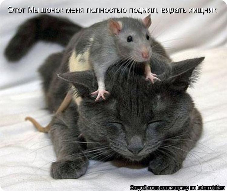 Этот Мышонок меня полностью подмял, видать хищник... Котоматрица: Этот Мышонок меня полностью подмял, видать хищник