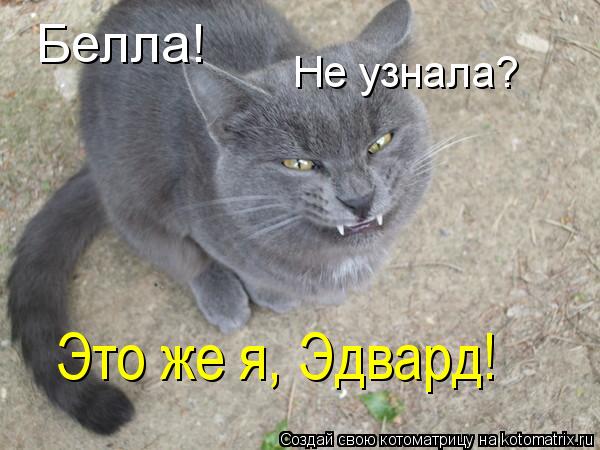 Белла! Не узнала? Это же я, Эдвард!... Котоматрица: Белла! Не узнала? Это же я, Эдвард!