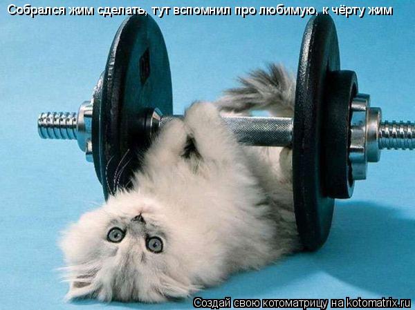 Собрался жим сделать, тут вспомнил про любимую, к чёрту жим... Котоматрица: Собрался жим сделать, тут вспомнил про любимую, к чёрту жим
