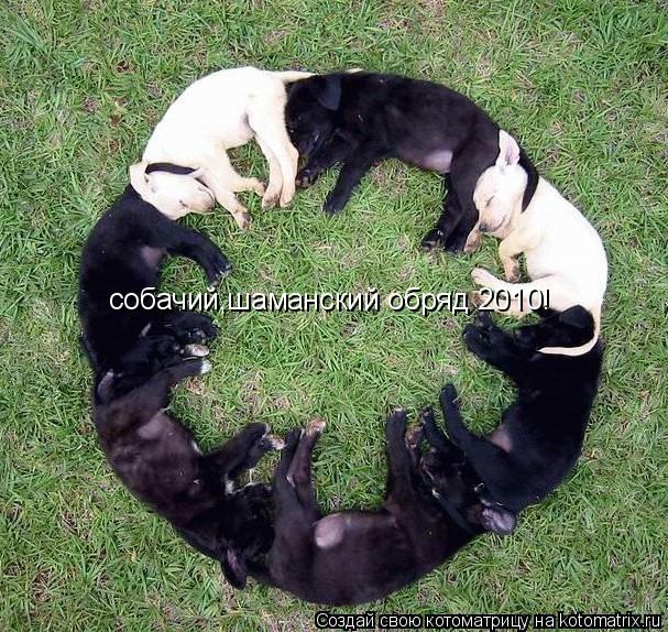 собачий,шаманский обряд 2010!... Котоматрица: собачий,шаманский обряд 2010!
