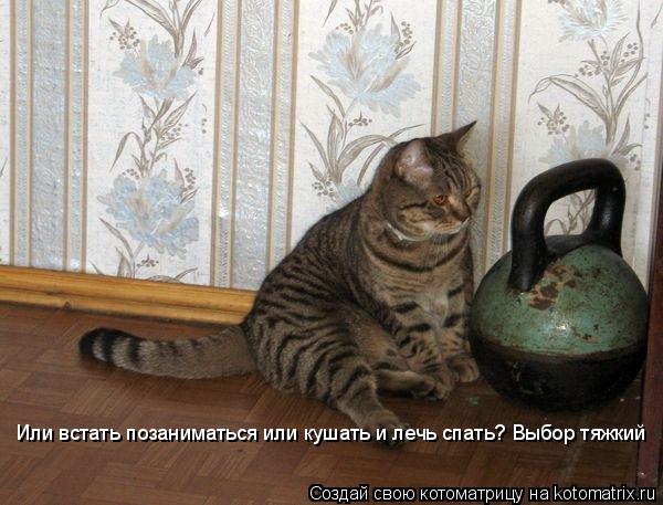 Или встать позаниматься или кушать и лечь спать? Выбор тяжкий... Котоматрица: Или встать позаниматься или кушать и лечь спать? Выбор тяжкий