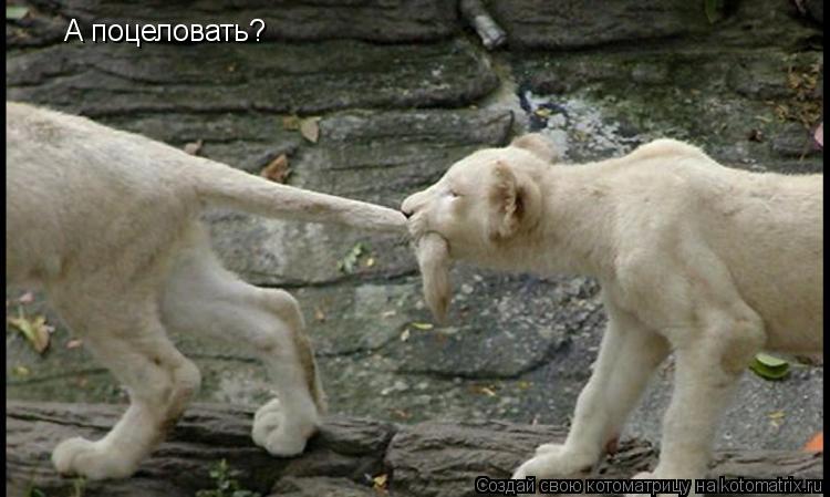 А поцеловать?... Котоматрица: А поцеловать?