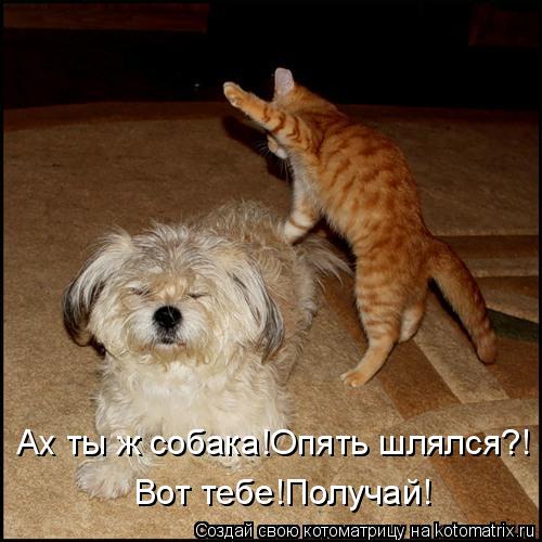 Ах ты ж собака!Опять шлялся?! Вот тебе!Получай!... Котоматрица: Ах ты ж собака!Опять шлялся?! Вот тебе!Получай!