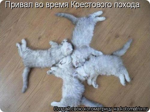 Привал во время Крестового похода... Котоматрица: Привал во время Крестового похода