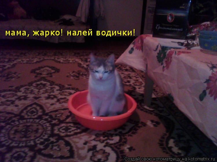 мама, жарко! налей водички!... Котоматрица: мама, жарко! налей водички!