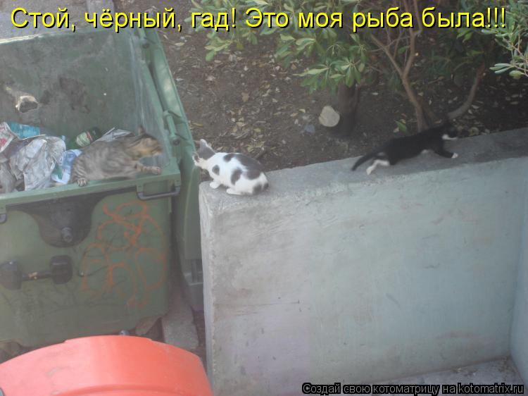 Стой, чёрный, гад! Это моя рыба была!!!... Котоматрица: Стой, чёрный, гад! Это моя рыба была!!!