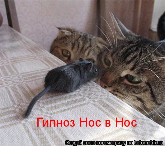 Гипноз Нос в Нос... Котоматрица: Гипноз Нос в Нос