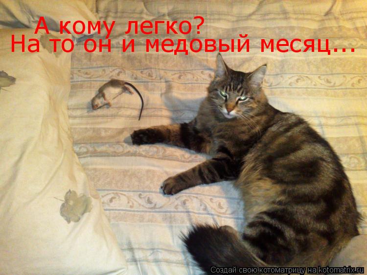 А кому легко? На то он и медовый месяц...... Котоматрица: А кому легко? На то он и медовый месяц...